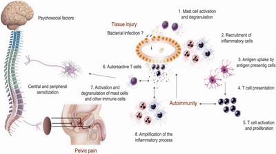 Frontiers Immunological Mechanisms Underlying Chronic Pelvic